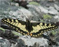 Papilio machaon - thumbnail
