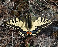 Papilio machaon - thumbnail