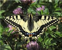 Papilio machaon - thumbnail