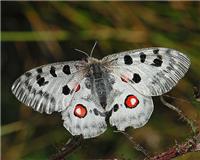 Parnassius apollo - thumbnail