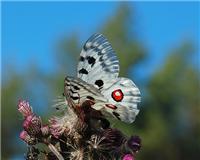 Parnassius apollo - thumbnail