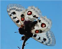 Parnassius apollo - thumbnail