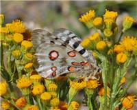 Parnassius apollo - thumbnail