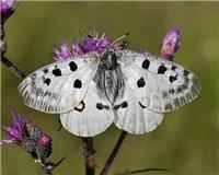 Parnassius apollo - thumbnail