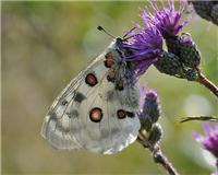 Parnassius apollo - thumbnail