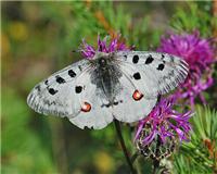 Parnassius apollo - thumbnail