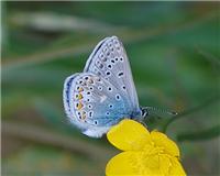 Polyommatus icarus - thumbnail