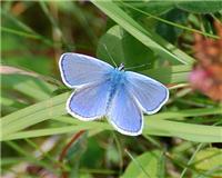 Polyommatus icarus - thumbnail