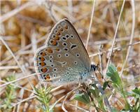 Polyommatus icarus - thumbnail