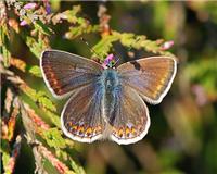 Polyommatus icarus - thumbnail