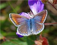 Polyommatus icarus - thumbnail