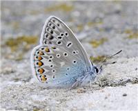 Polyommatus icarus - thumbnail