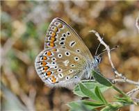 Polyommatus icarus - thumbnail