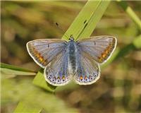 Polyommatus icarus - thumbnail