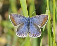 Polyommatus icarus - thumbnail