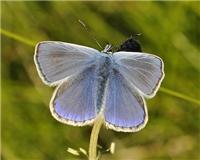 Polyommatus icarus - thumbnail