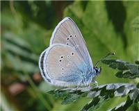 Cyaniris semiargus - thumbnail