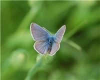 Cyaniris semiargus - thumbnail