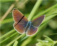 Cyaniris semiargus - thumbnail