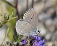 Cyaniris semiargus - thumbnail