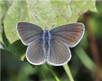 Cyaniris semiargus - thumbnail