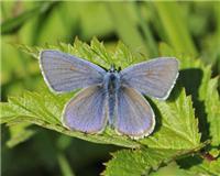 Cyaniris semiargus - thumbnail