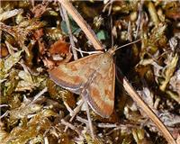Pyrausta despicata - thumbnail