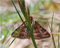 Pyrausta despicata - thumbnail