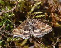 Pyrausta despicata - thumbnail