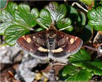 Pyrausta porphyralis - thumbnail