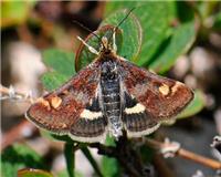 Pyrausta porphyralis - thumbnail