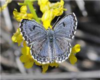 Scolitantides orion - Chequered Blue
