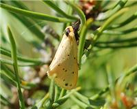 Setina irrorella - thumbnail