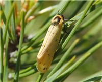 Setina irrorella - thumbnail
