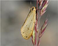 Setina irrorella - thumbnail