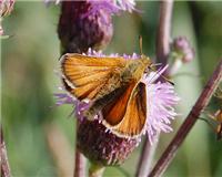 Thymelicus lineola - thumbnail
