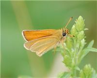 Thymelicus lineola - thumbnail