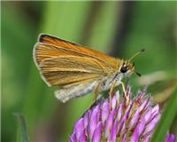 Thymelicus lineola - thumbnail