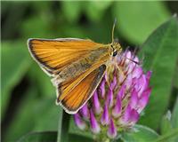 Thymelicus lineola - thumbnail