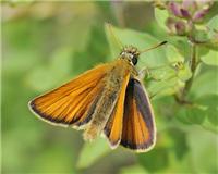 Thymelicus lineola - thumbnail