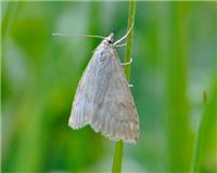 Udea decrepitalis - thumbnail