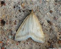 Udea nebulalis - thumbnail