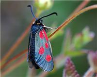 Zygaena exulans - thumbnail