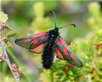 Zygaena exulans - thumbnail