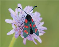 Zygaena filipendulae - thumbnail