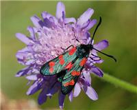 Zygaena filipendulae - thumbnail